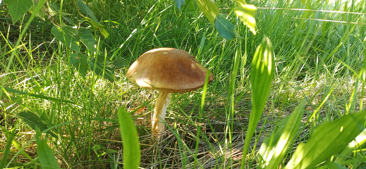 IMG_20250720_085229_308