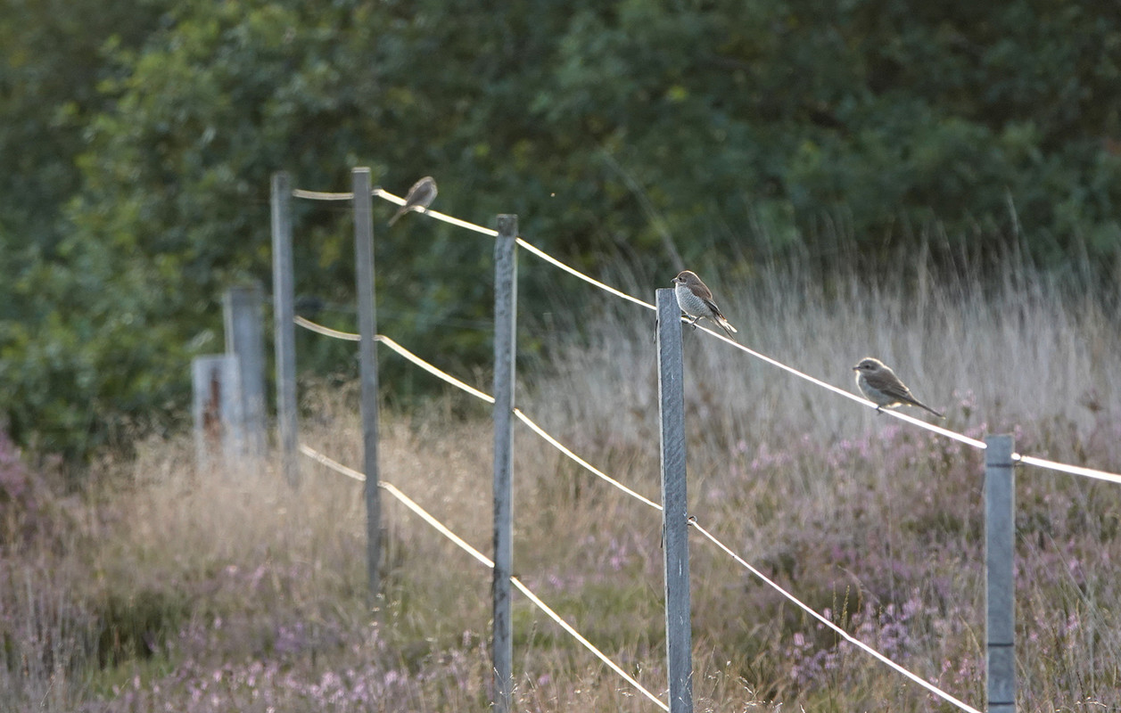 Foto van de jongen van de grauwe klauwier.