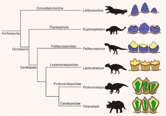 Dinosaurs and other Prehistoric Animals - Page 3 Triceratops-Teeth