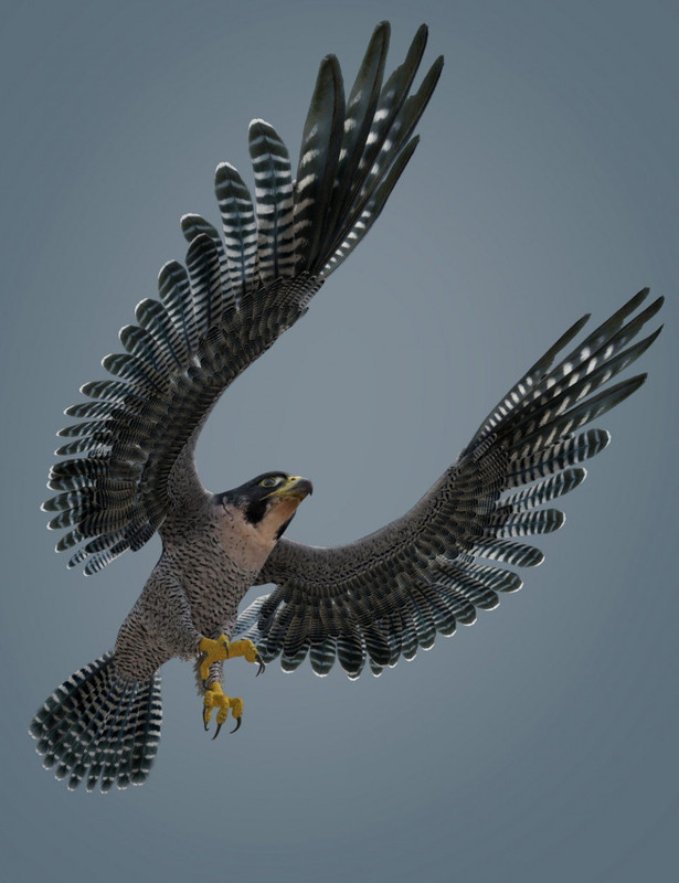 peregrine falcon for deepseas eagle 00 main daz3d