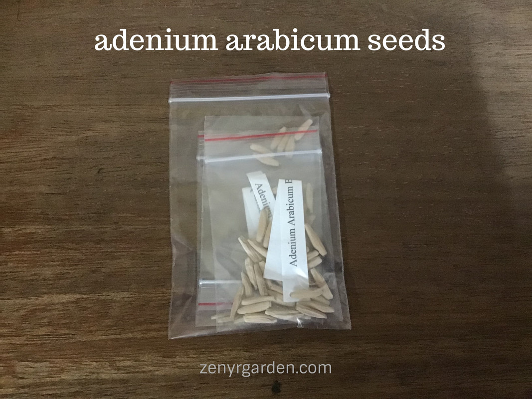 adenium-arabicum-seeds-in-ziploc-bag.jpg