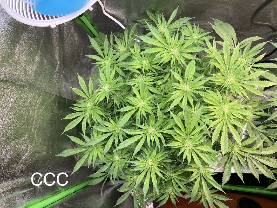 IMG_1640 (Mayo 27  2023)