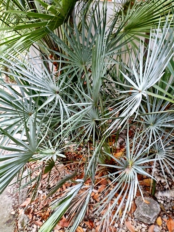 IMG_20250819_175711_edit_202030318492721