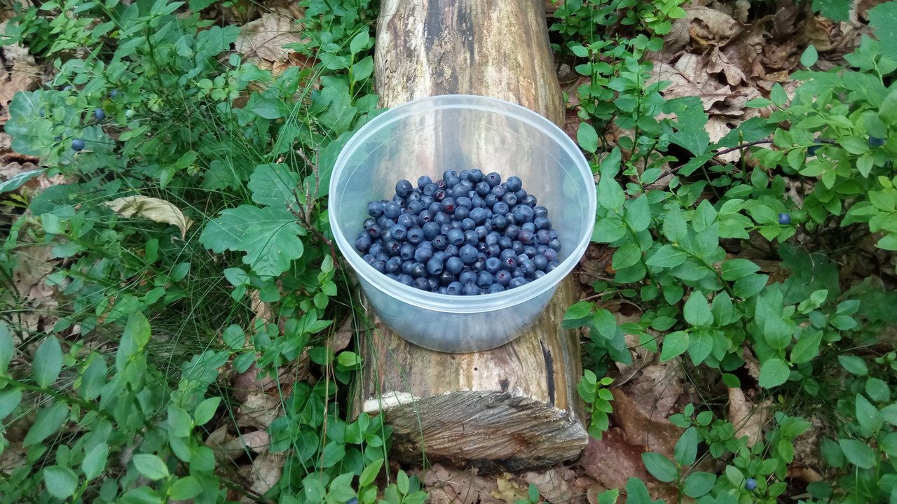 blaubeeren.jpg