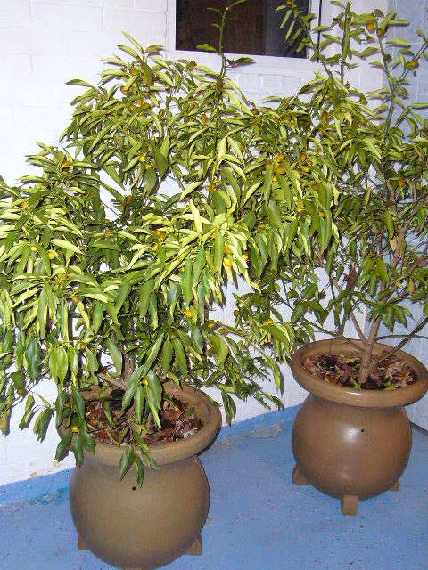 P1150697