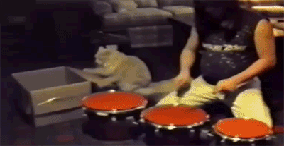 drummer-cat.gif
