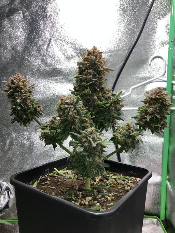 3A6CA435-90D9-4141-9F33-214944F215BB