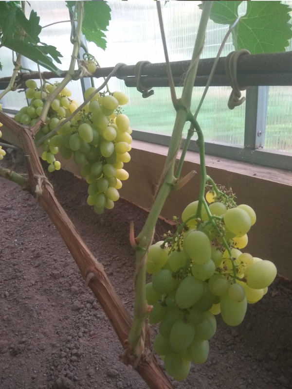 Супер-экстра фото от 22.08.2018....