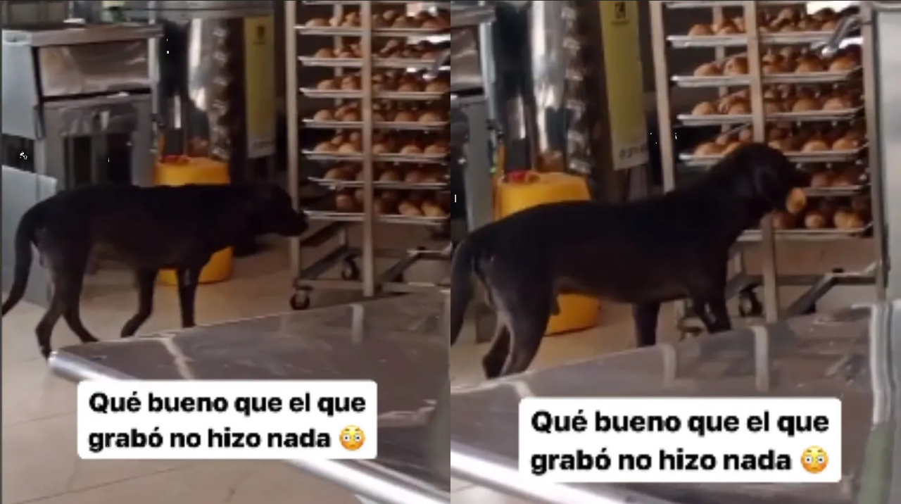 Perrito roba bolillo en modo sigilo y se hace viral
