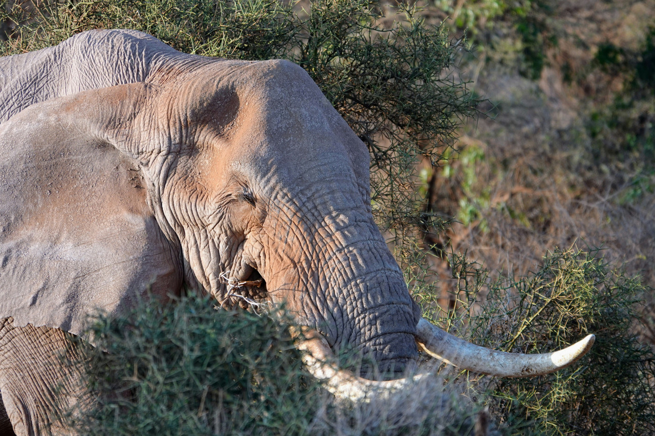 Kenya safari views with mountain backdrop