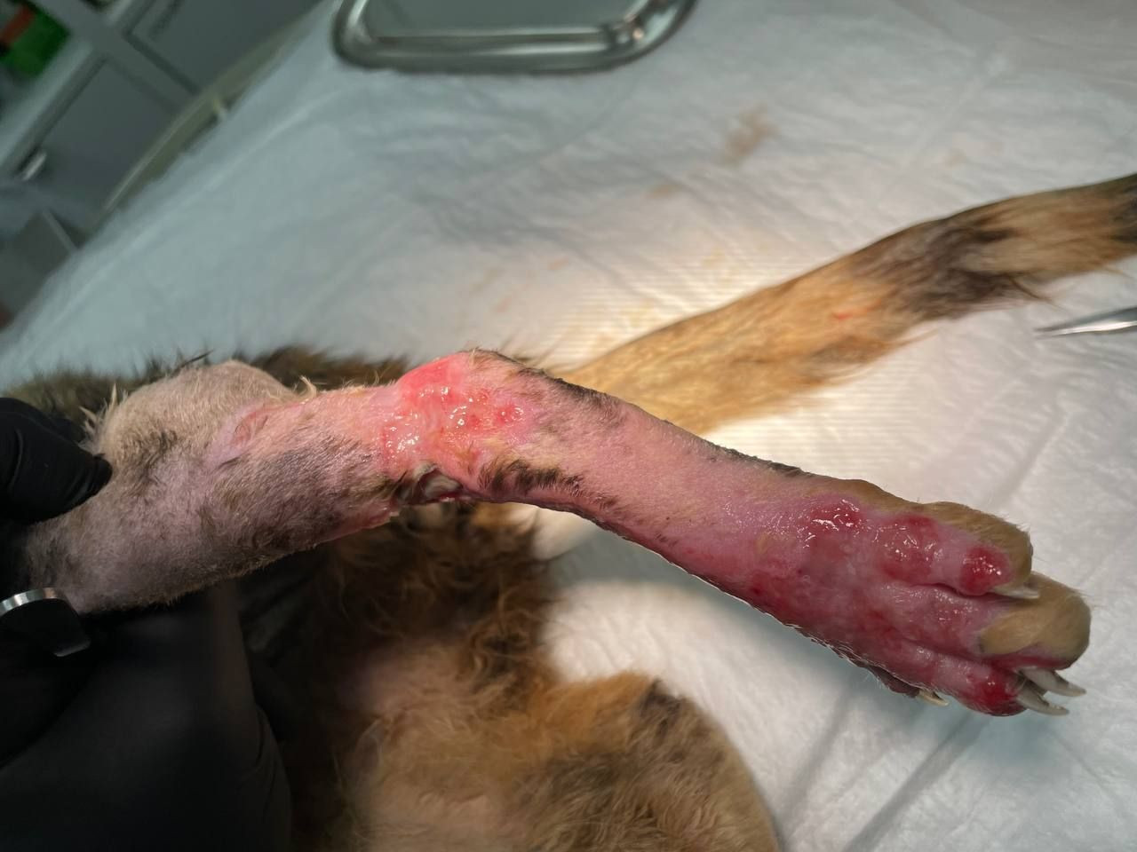 IMG 2664c3f82fea79630ae83b5bd7ed1f84 V