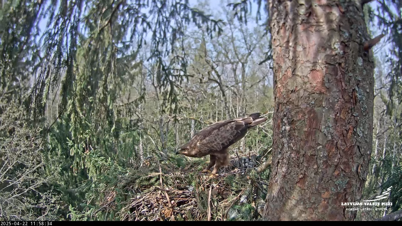 LVM mazais ērglis Lisiņa, egle – Lesser Spotted Eagle 16-4-29 screenshot