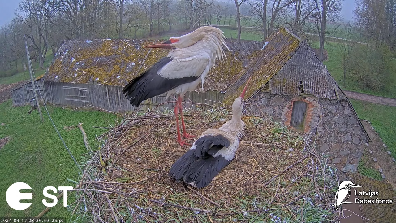 Baltie stārķi (Ciconia ciconia) Tukuma novadā - LDF tiešraide __ White storks in Tukums, Latvia 4-16