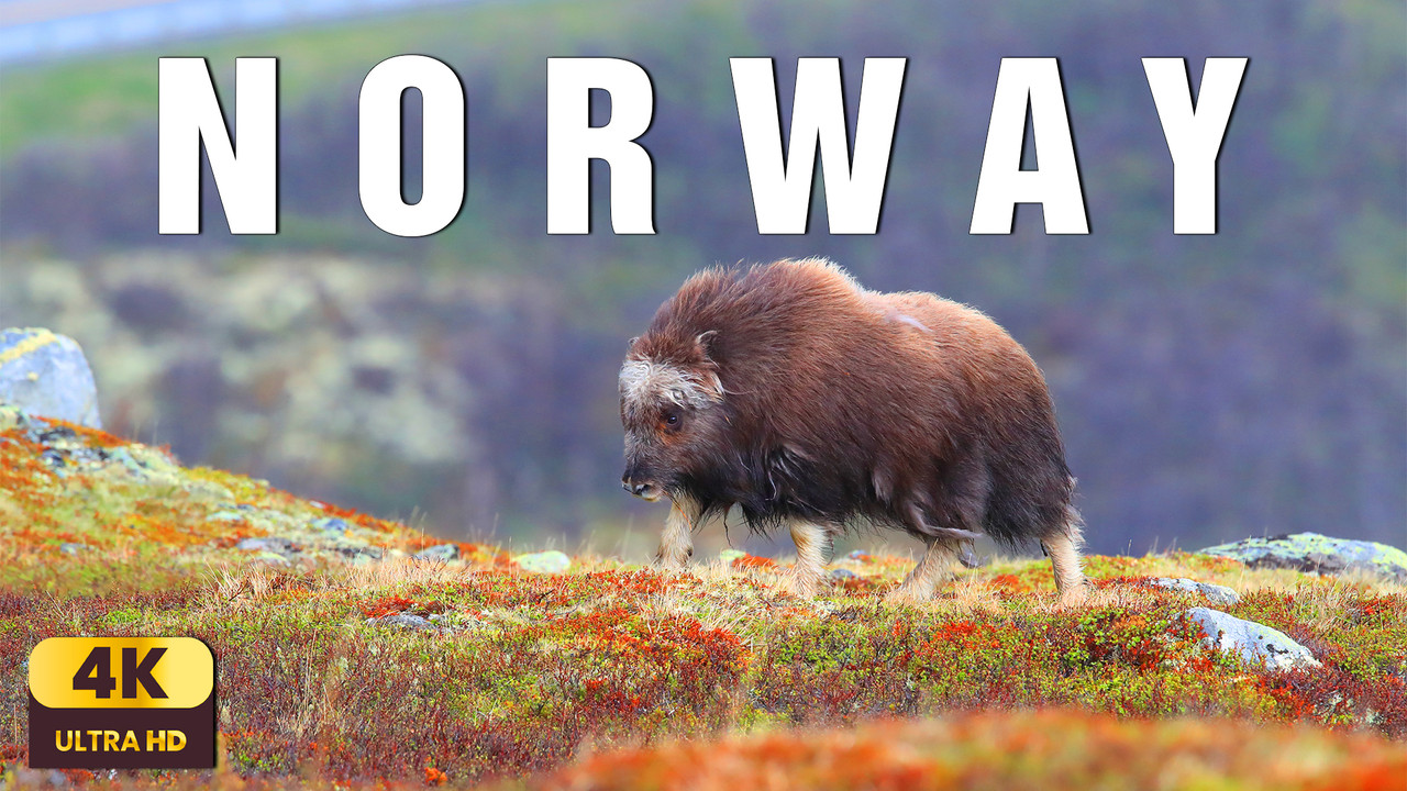 Land of Light – Norway 4K | Relaxing Nature Experience