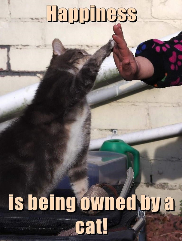being owned by a cat