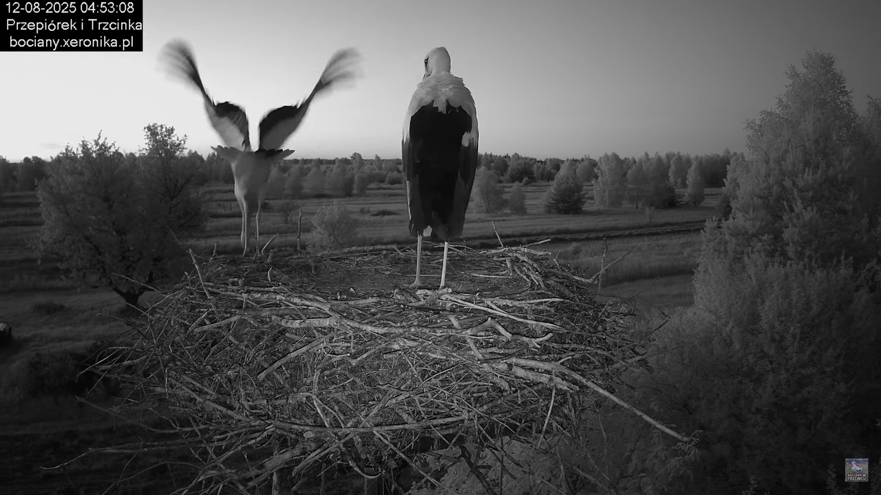 12082025bociany3