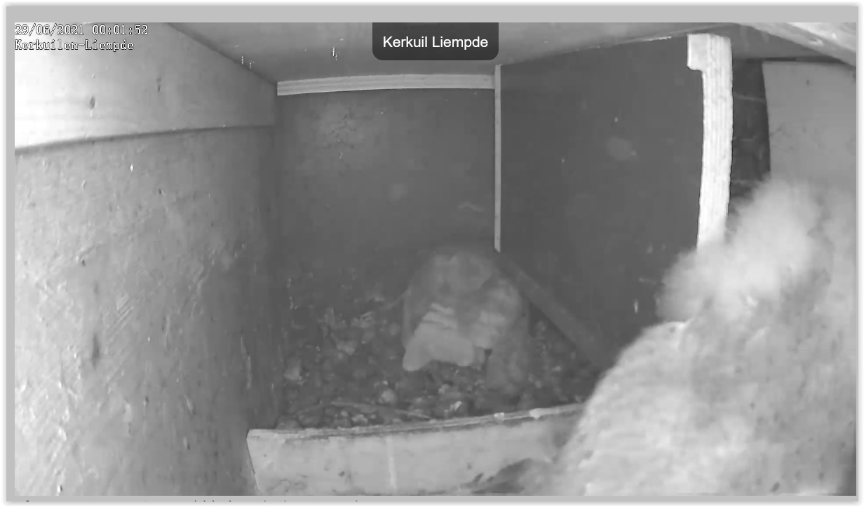 Screen Shot 06-29-21 at 12.02 AM