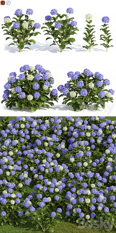 Hydrangea Flowers