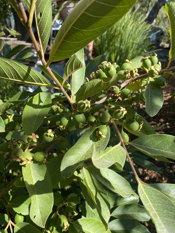 9CEDF023-7C5F-45B8-A0FE-1306874F00E5