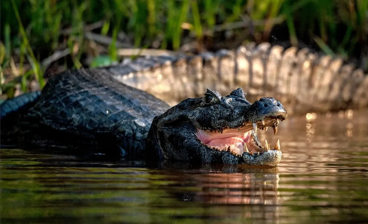 ¡Mago de los cocodrilos! Hombre asea a feroces cocodrilos y no se lo comen: video
