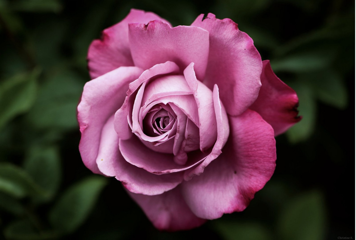 pink-rose-dis2.jpg
