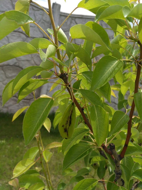 IMG-0c2a8d7f20bea3ff6c0091d960823a73-V