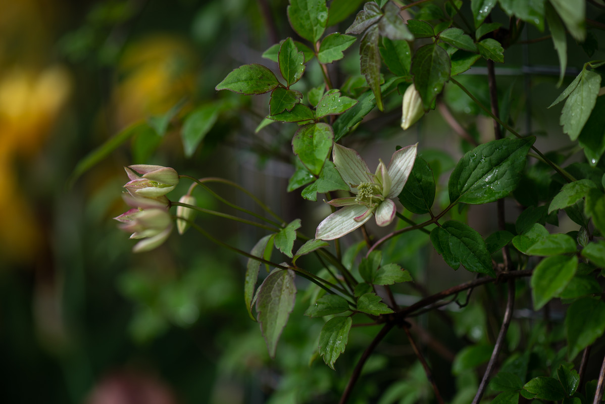 DSC_1751