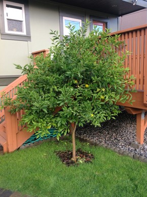 Yuzu_Tree_Resized_small