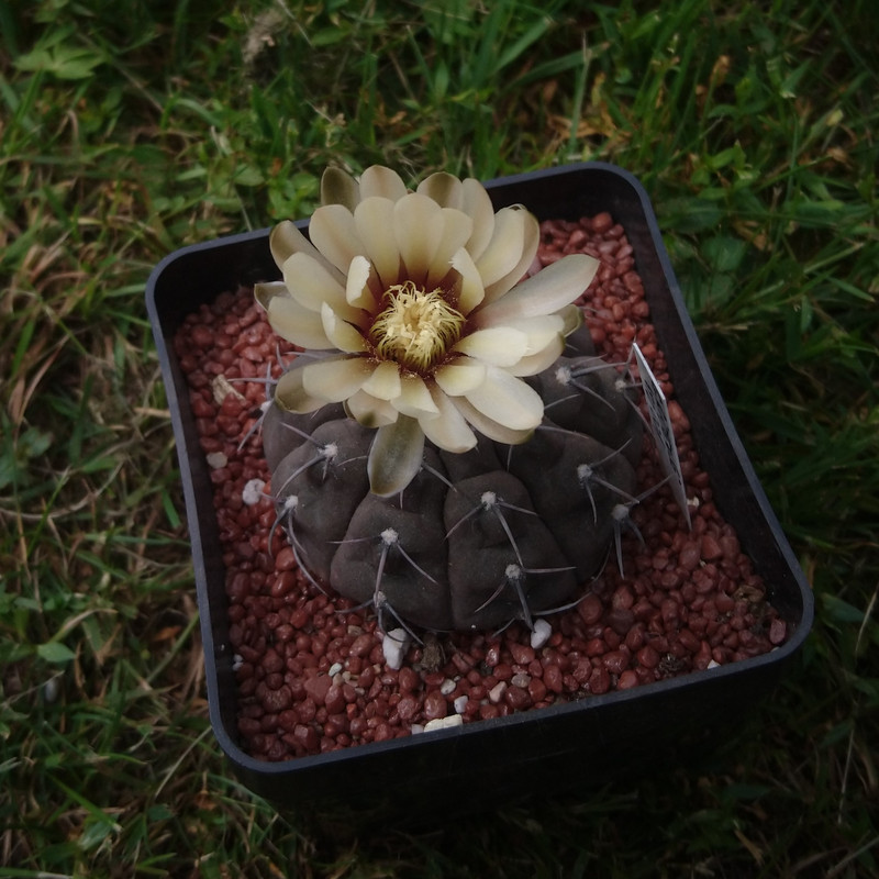 Gymnocalycium bodenbenderianum (riojense) STO 87-11.2 nr 2