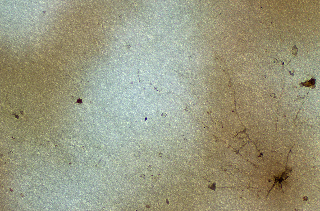 lum_trans_int_10x bar