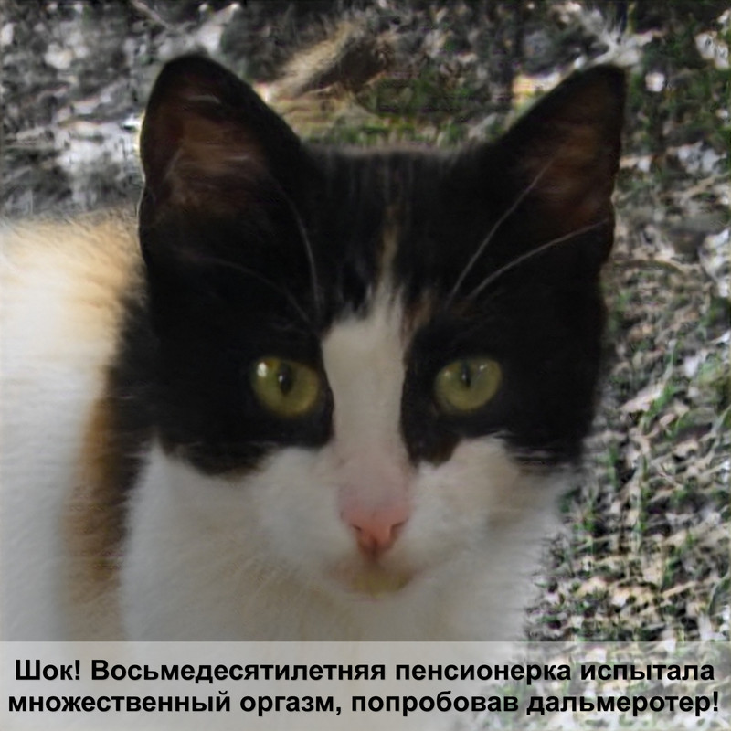 окрасы кошек