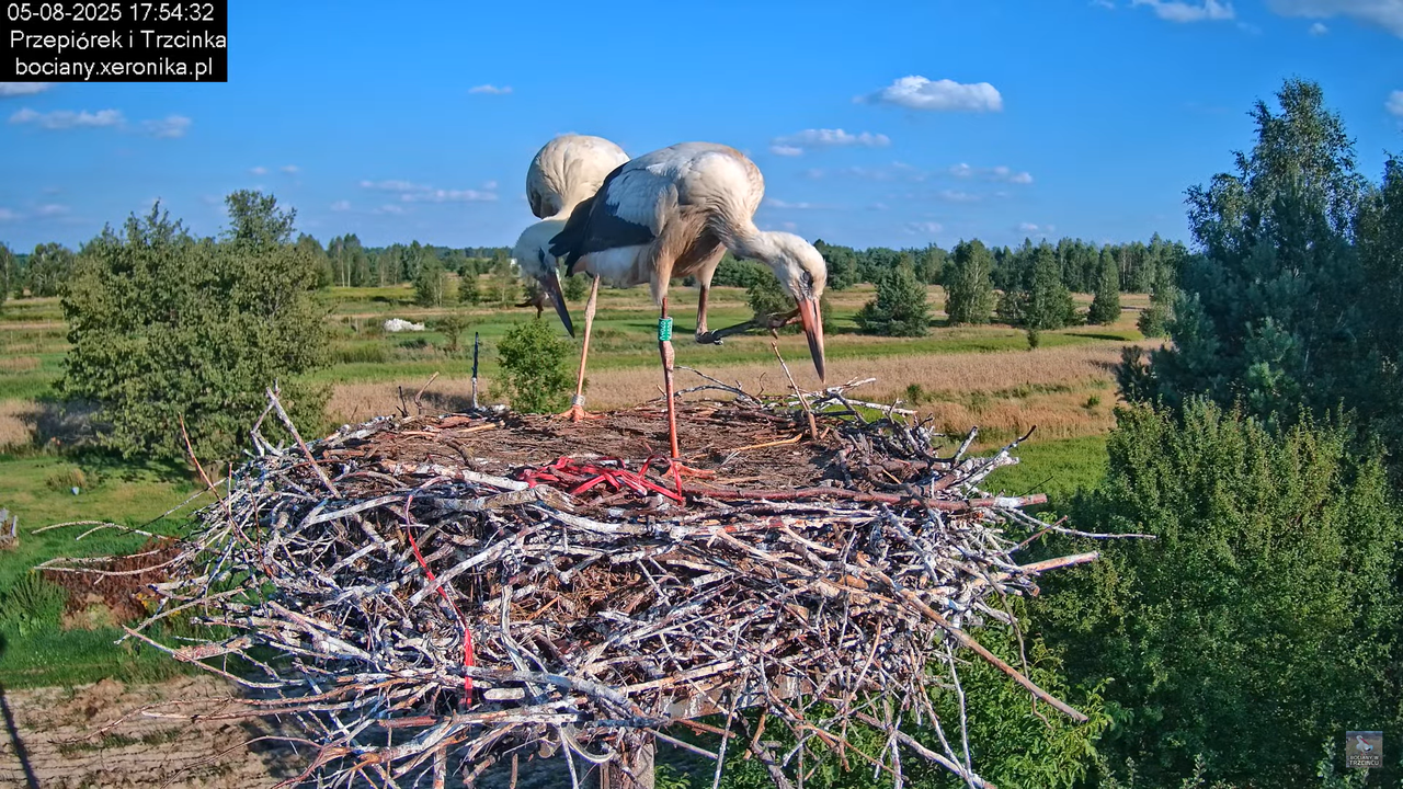 05082025bociany29