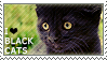 black cats