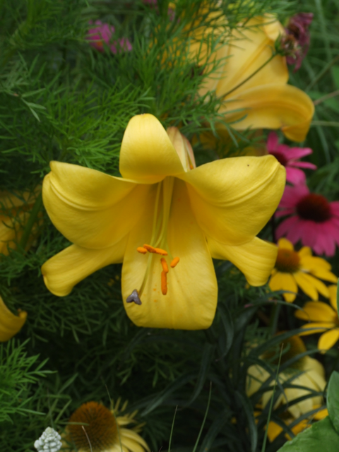 BUGA 23: Eine Lilie wagt sich vor