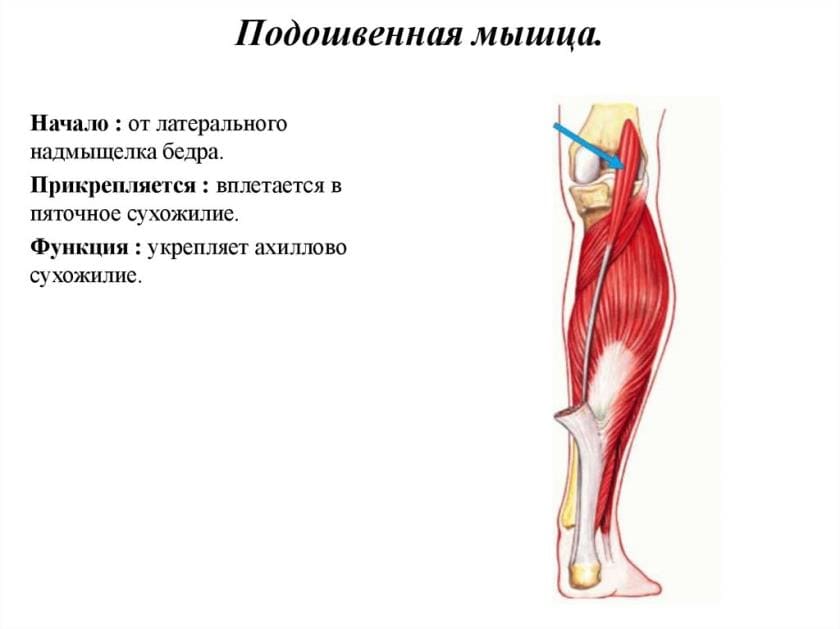 Подошвенная мышца человека