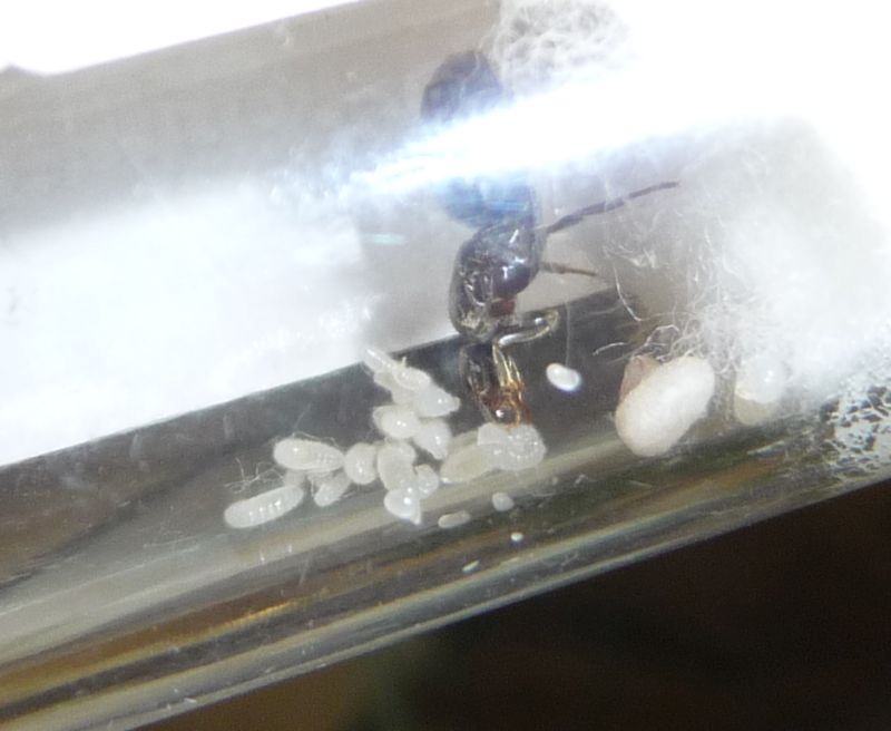 0508-Lasius2.jpg