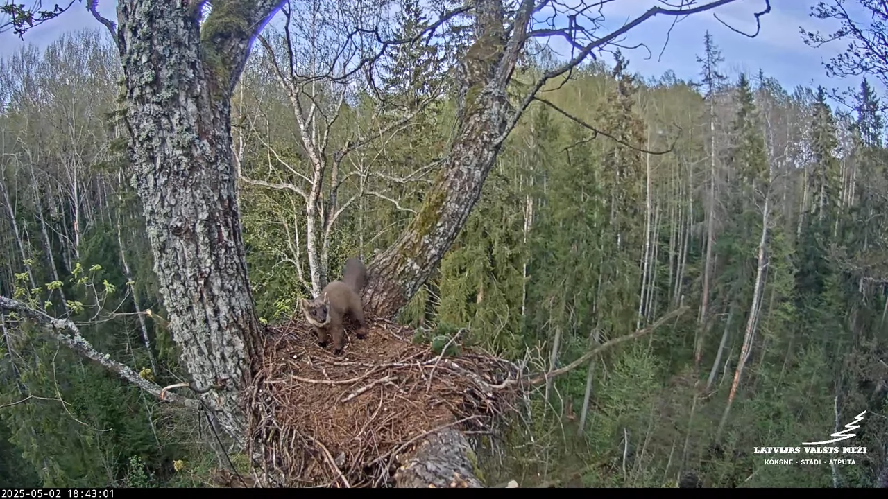 LVM mazais ērglis Lisiņa, ozols2 – Lesser Spotted Eagle 9-43-20 screenshot