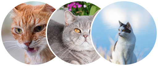 video about pet place