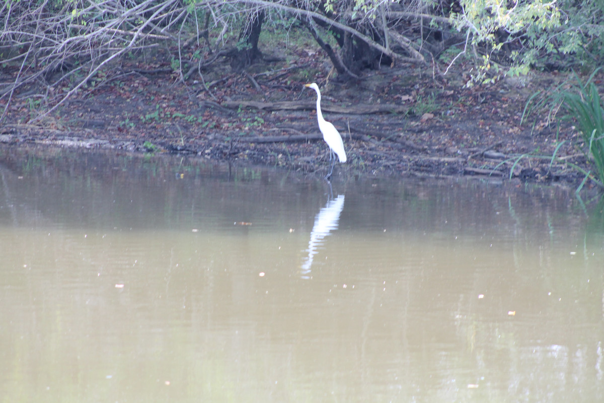 foraging-egret.jpg
