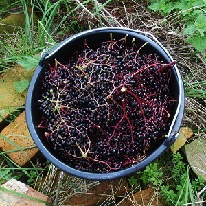 VLIERBESSENSIROOP-VLIERBESSENJAM-MET-APPEL