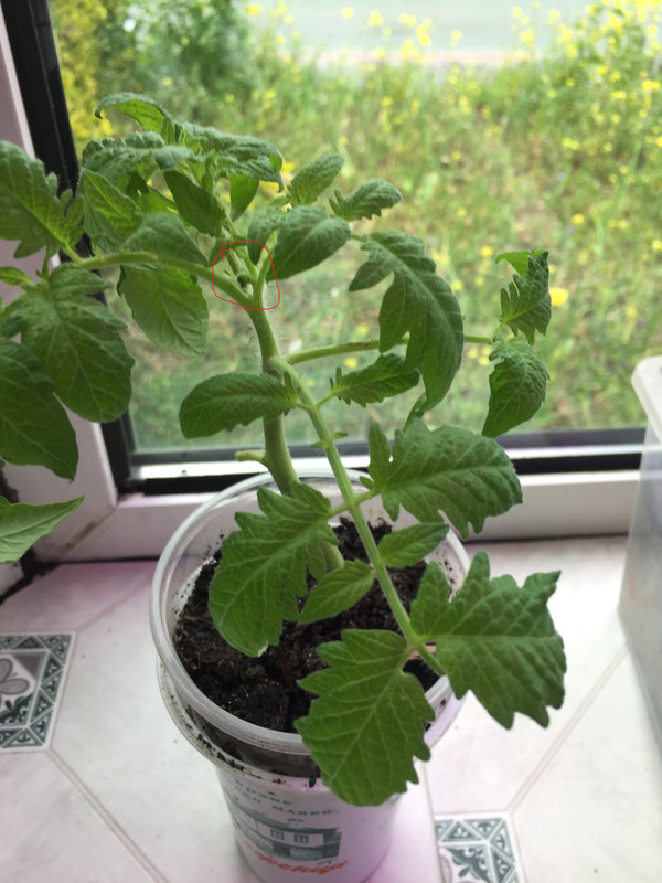 IMG 0192 — Postimages