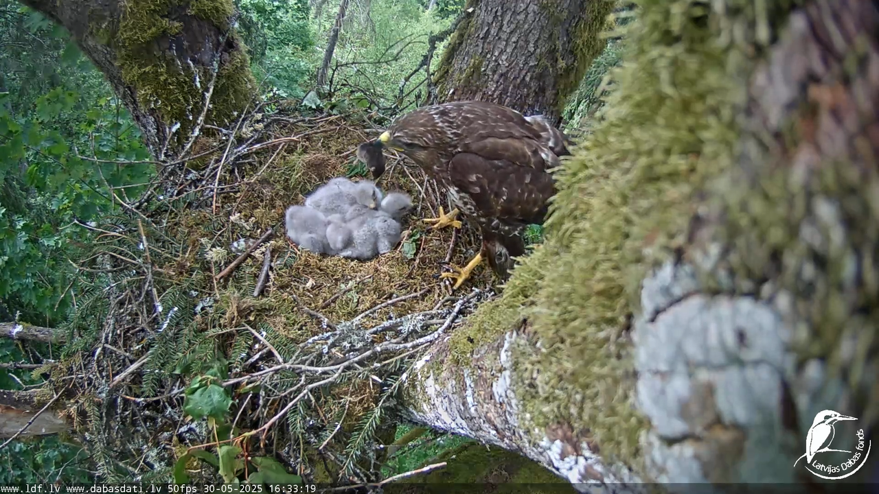 Melnās klijas (Milvus migrans) Kurzemē_ peļu klijāni (Buteo buteo) 12-29-54 screenshot