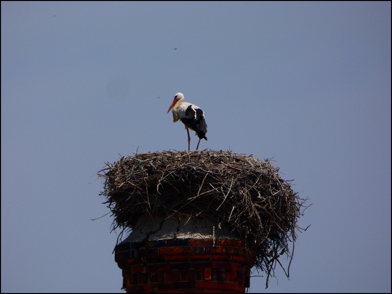 Ferragudo-storks (3)