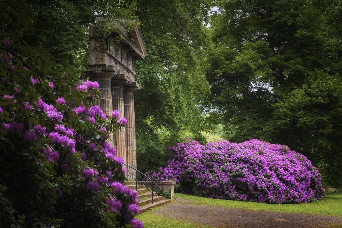 Purple-rhodedendrons.jpg