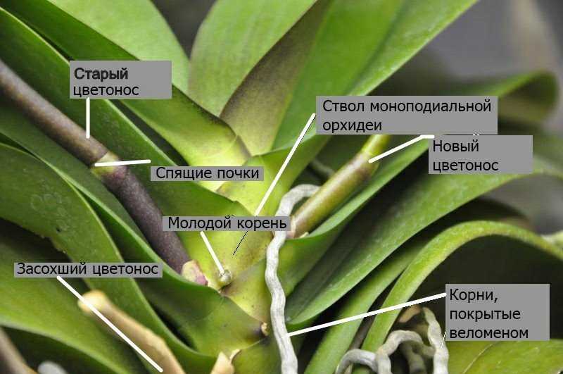 Почему засыхают цветоносы у орхидей и как их спасти