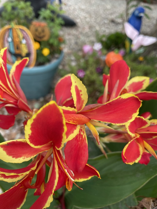 6C08F651-21FD-47B2-9925-E6E7EEDA2BBD_1_105_c