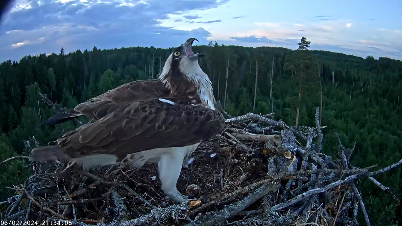 Kalakotkas2__Pandion haliaetus 1-40-15 screenshot (1)