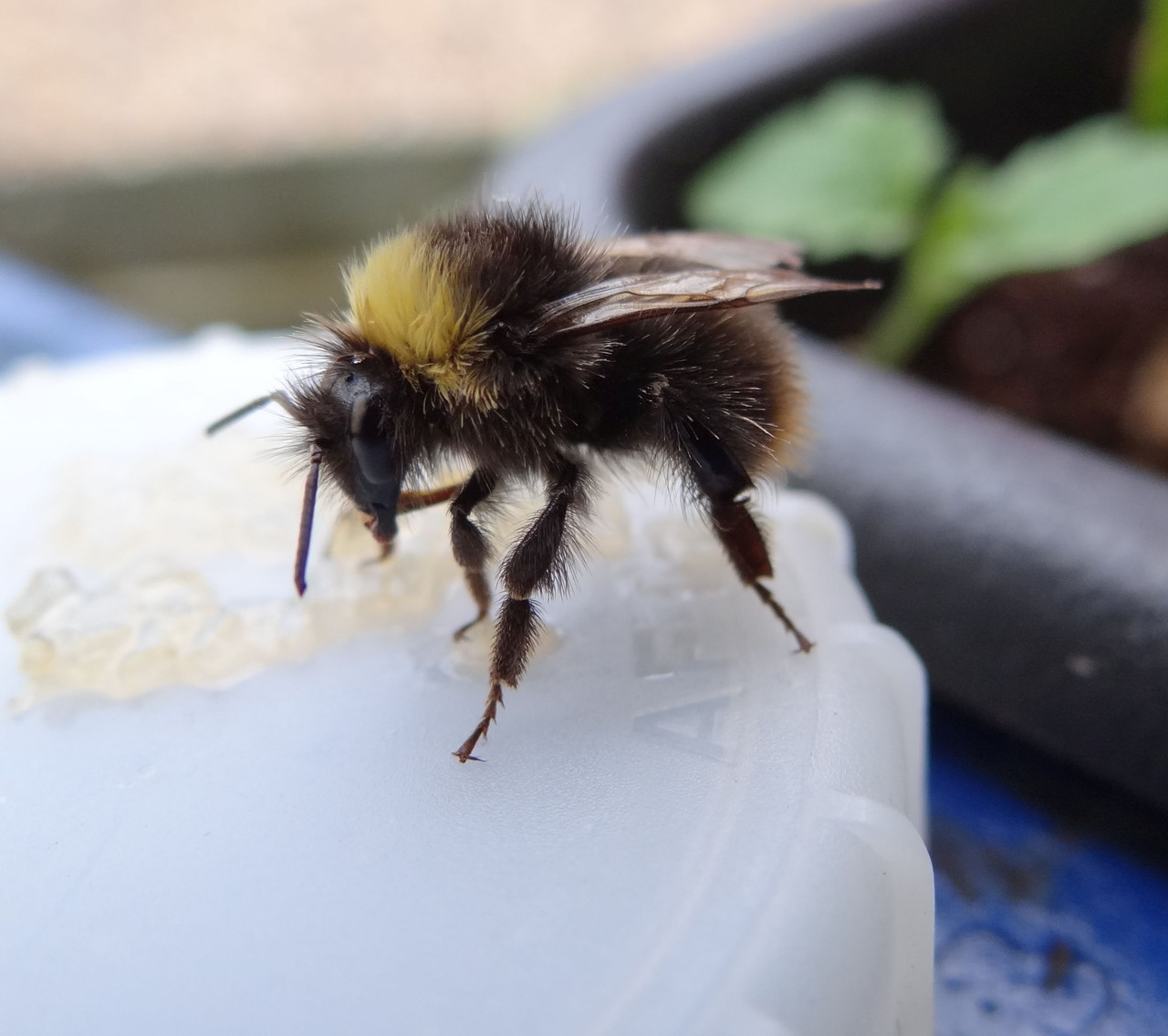 BEE 1