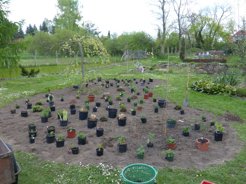 2014-04-20 Gräserbeet2