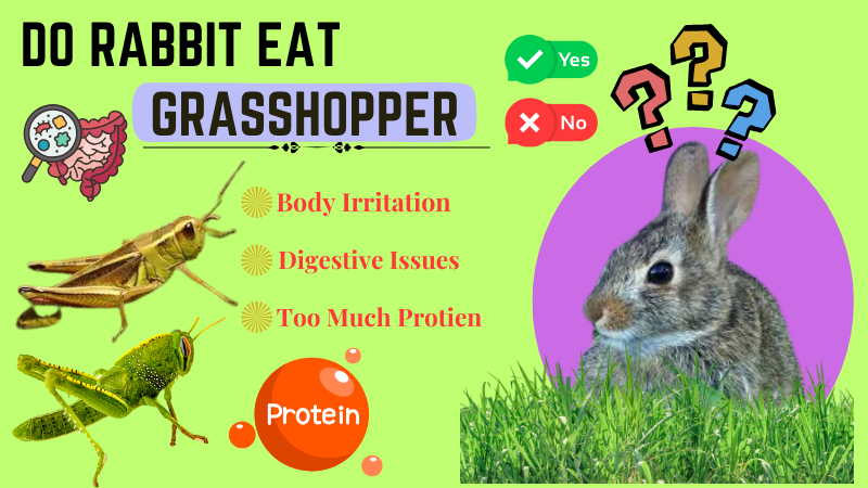 Do Rabbits Eat Grasshoppers Do Rabbits Eat Grasshoppers